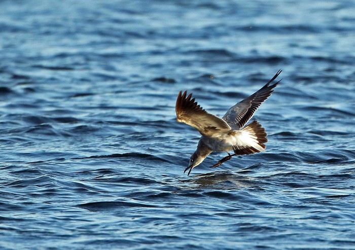 Laughing Gull