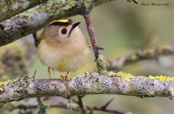 Goldcrest