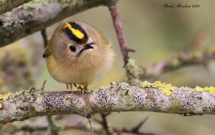 Goldcrest