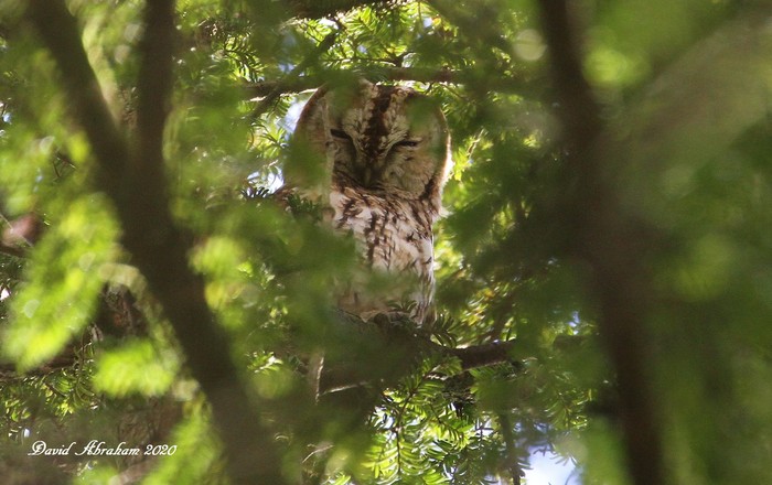 Tawny Owl