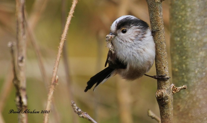 Long-tailed Tit