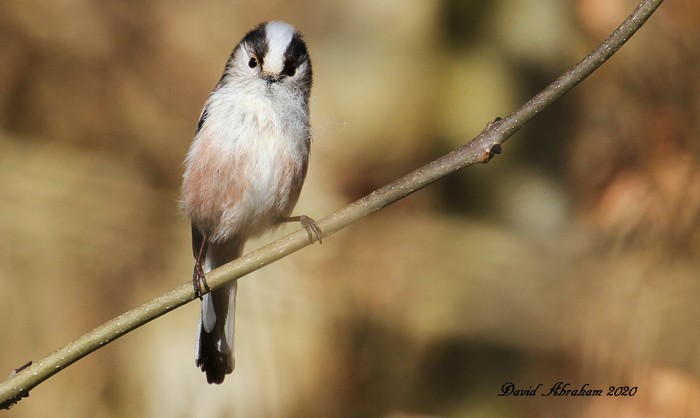 Long-tailed Tit