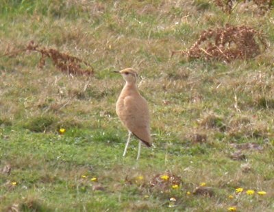 Cream-coloured Courser