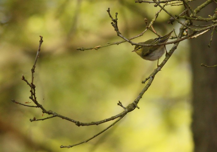 Wood Warbler