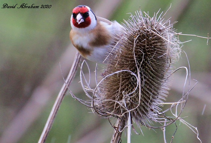Goldfinch