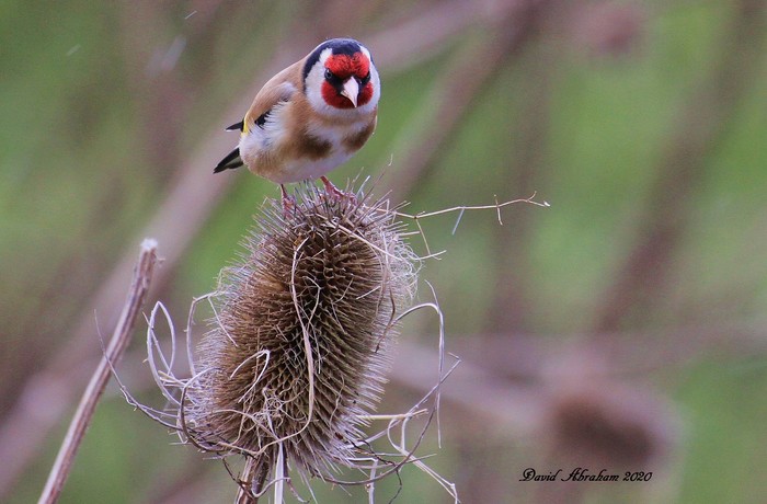 Goldfinch