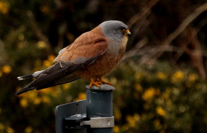 Lesser Kestrel