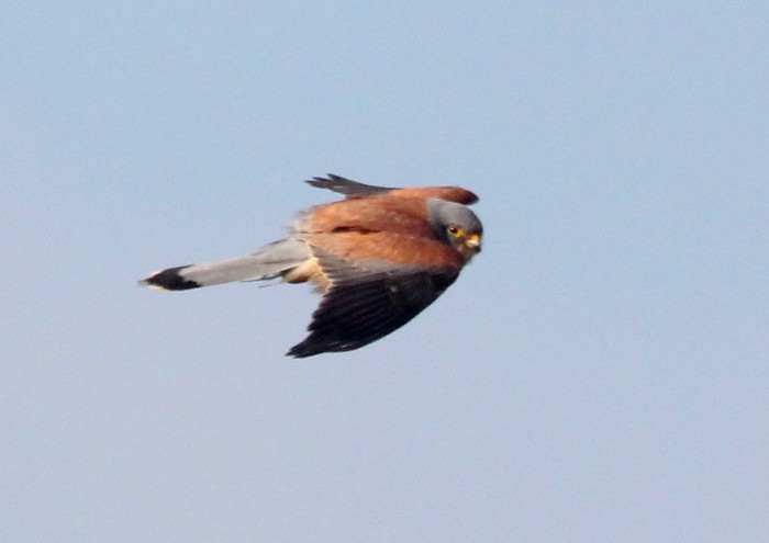 Lesser Kestrel