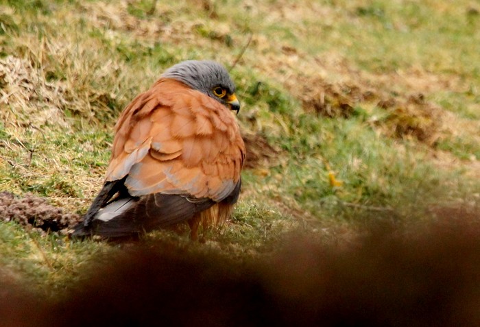 Lesser Kestrel