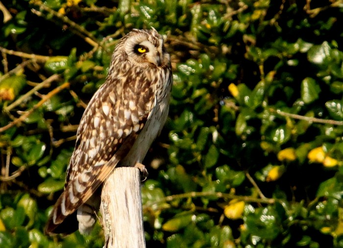 Short-eared Owl