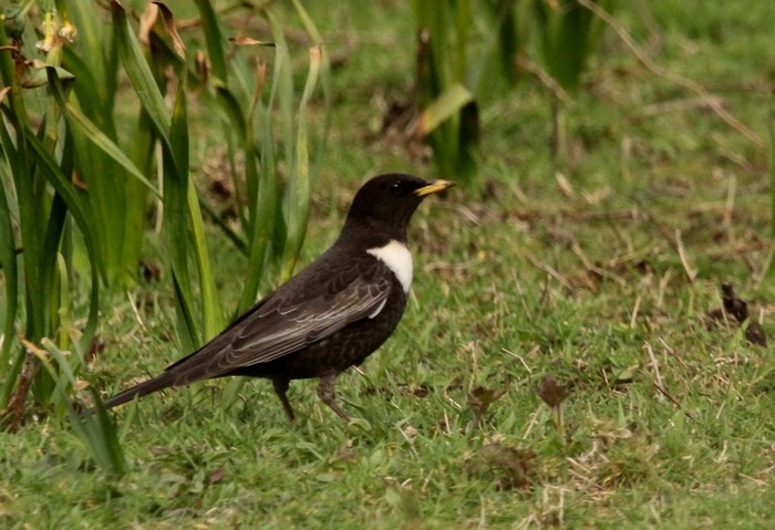 Ring Ouzel