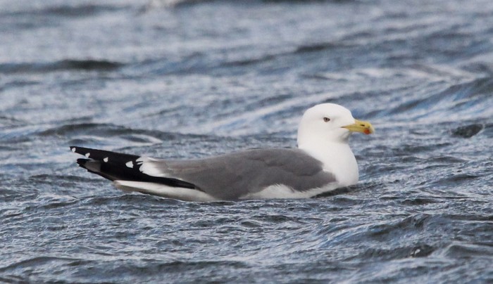 Yellow-legged Gull