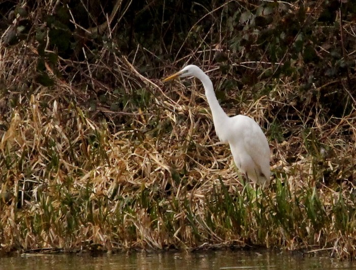 Great White Egret