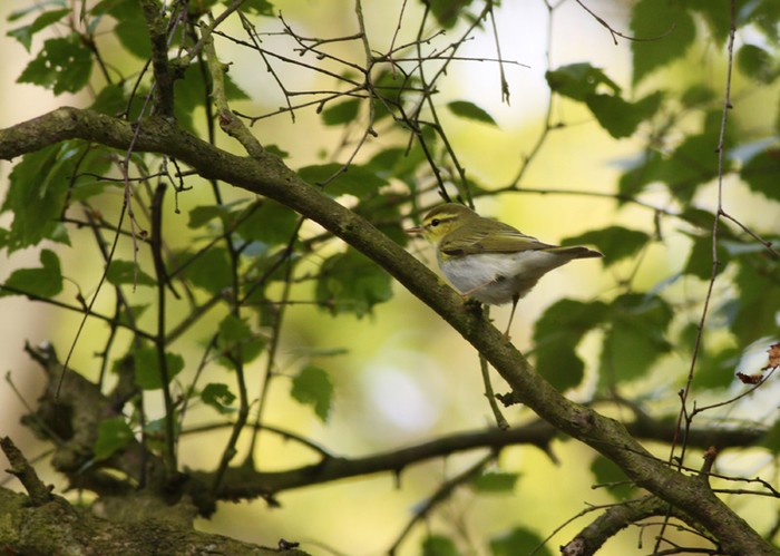 Wood Warbler