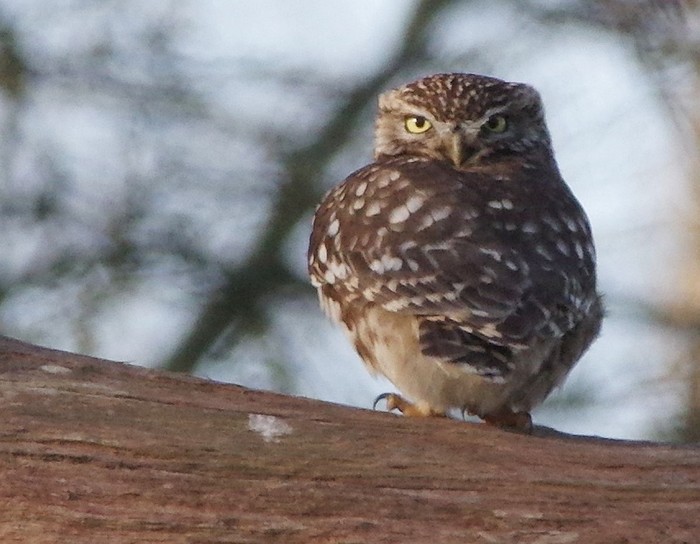 Little Owl
