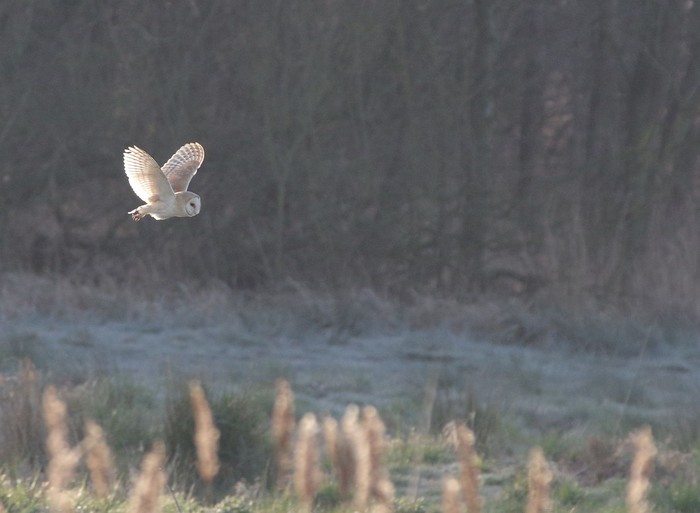Barn Owl