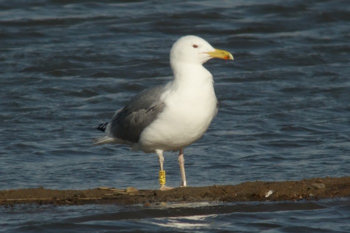 Caspian Gull