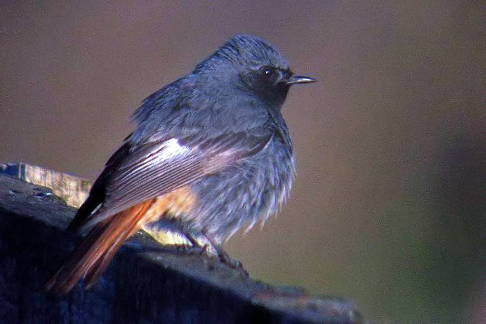 Black Redstart