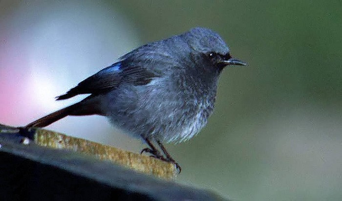 Black Redstart