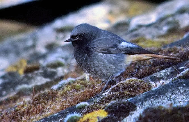 Black Redstart