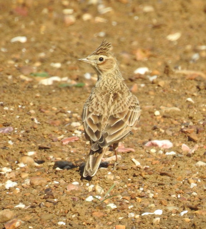 Skylark