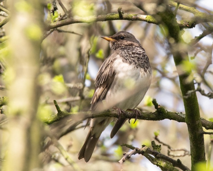 Black-throated Thrush