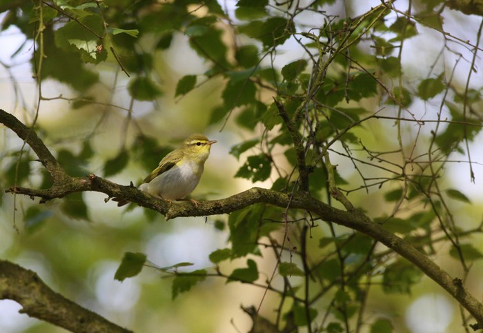 Wood Warbler