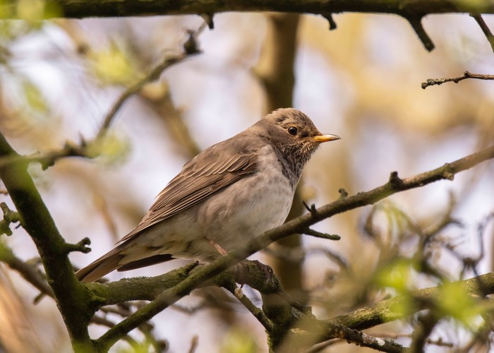 Black-throated Thrush