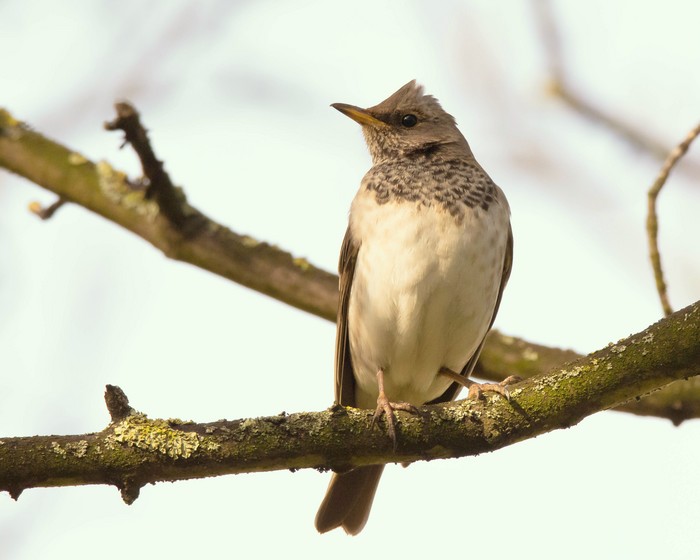 Black-throated Thrush