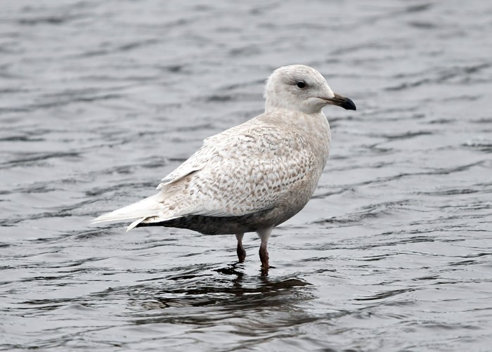 Iceland Gull