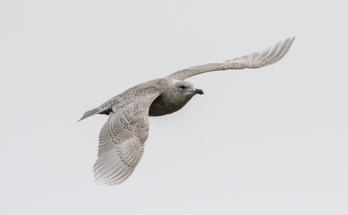 Iceland Gull
