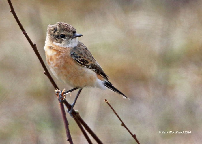 West Siberian Stonechat