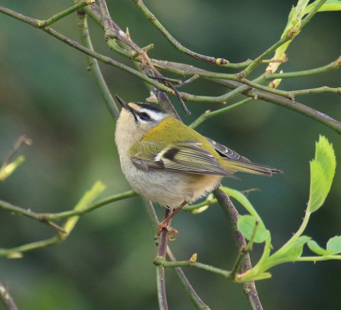 Firecrest