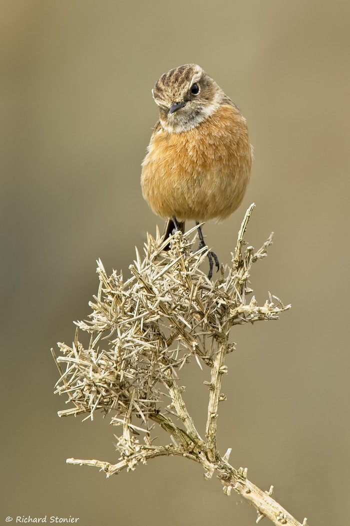 Stonechat
