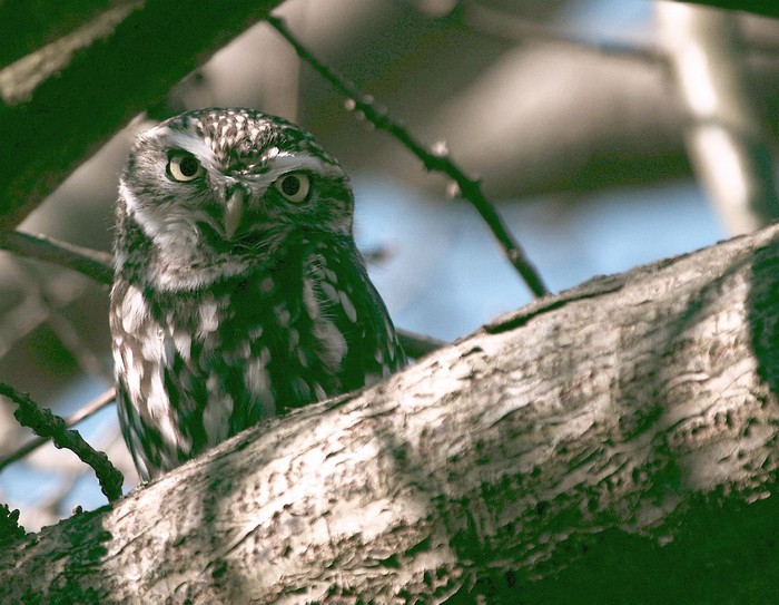 Little Owl