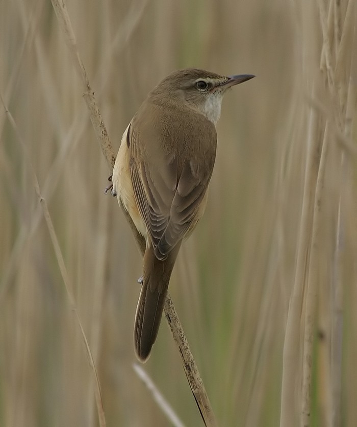 Great Reed Warbler