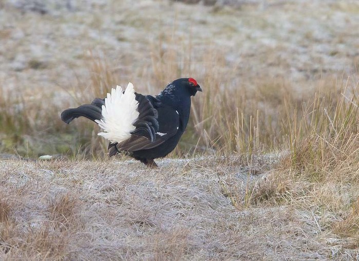 Black Grouse
