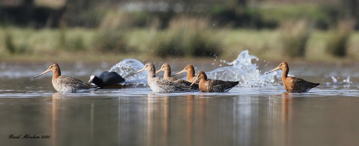Black-tailed Godwit