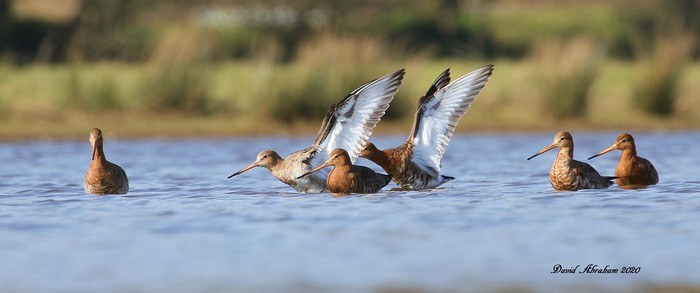 Black-tailed Godwit