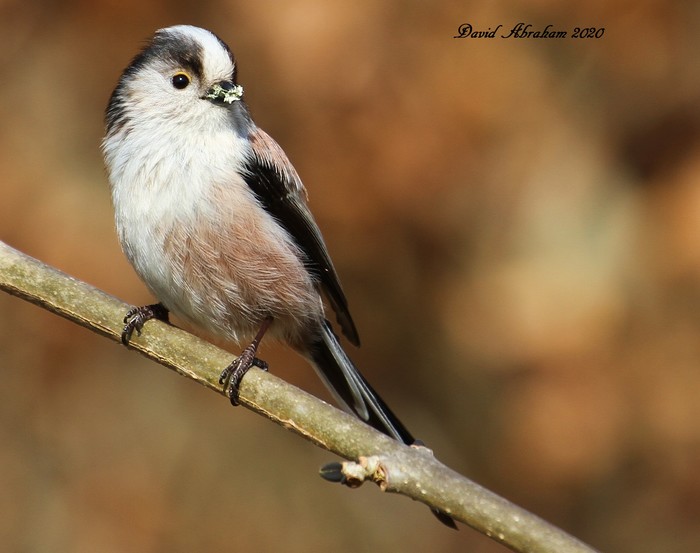 Long-tailed Tit