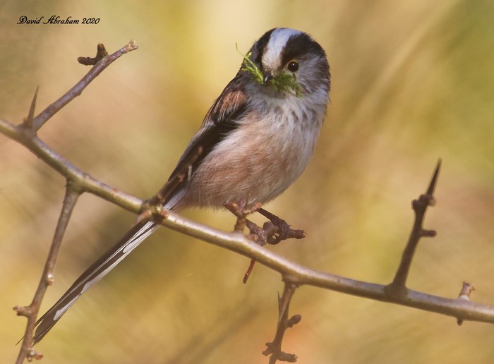Long-tailed Tit