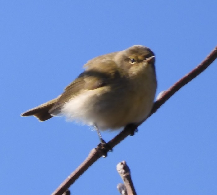 Chiffchaff