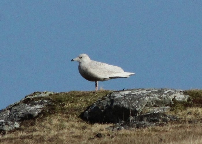 Iceland Gull