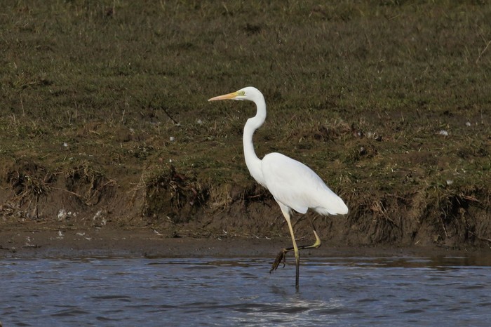 Great White Egret