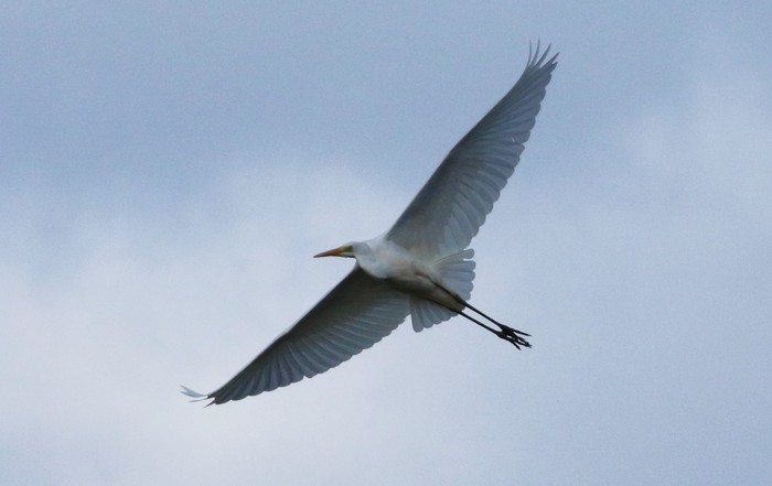 Great White Egret