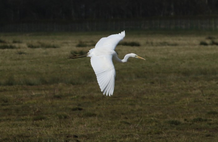 Great White Egret