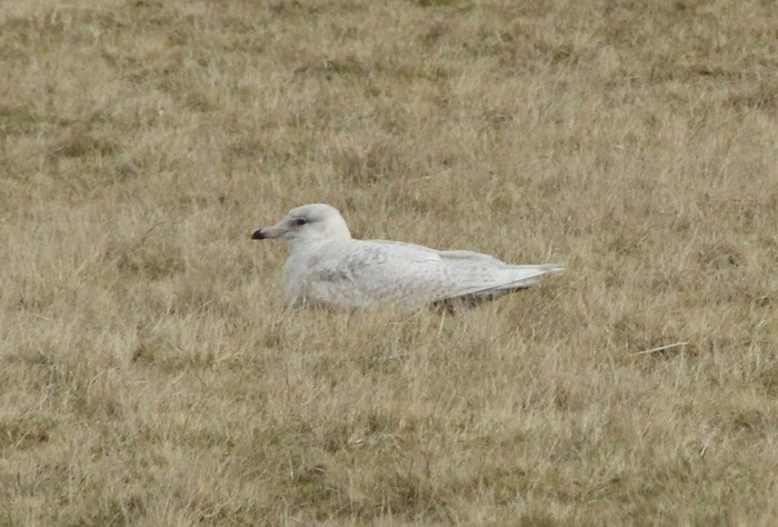 Iceland Gull