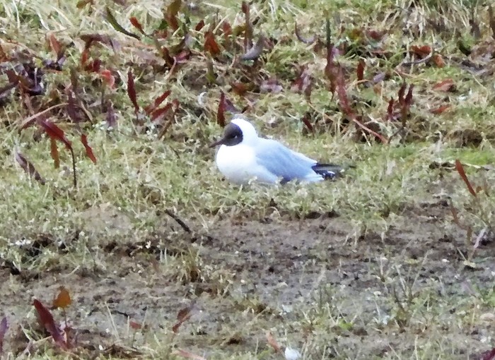 Black-headed Gull