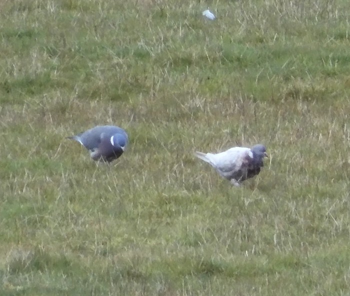 Woodpigeon