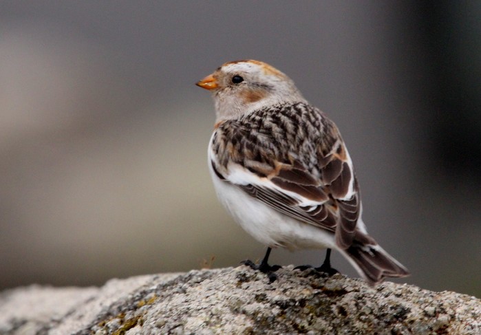 Snow Bunting